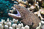 4 Day Coral Sea Dive Trip - Stateroom