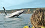 Humpback whale playing